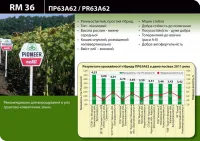 Семена подсолнечника Пионер ПР63A62 / PR63A62